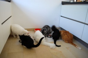 joschi_fehlt_2_2012_5