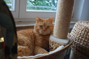 Ginger in seinem Kratzbaum