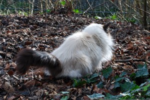 joschi_2013_02_klo