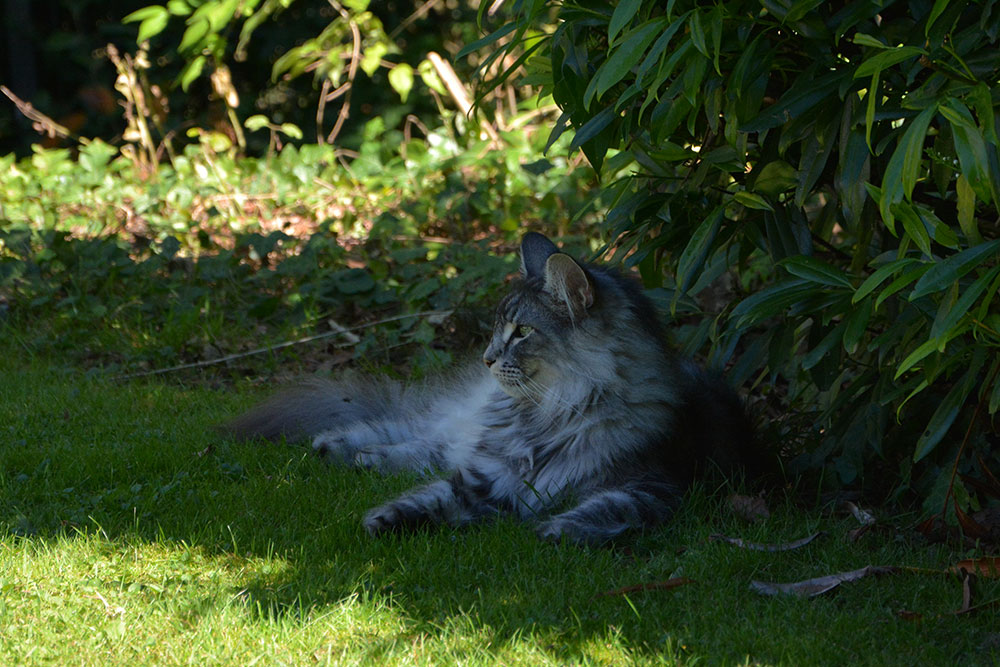 islay_2016_08_schatten