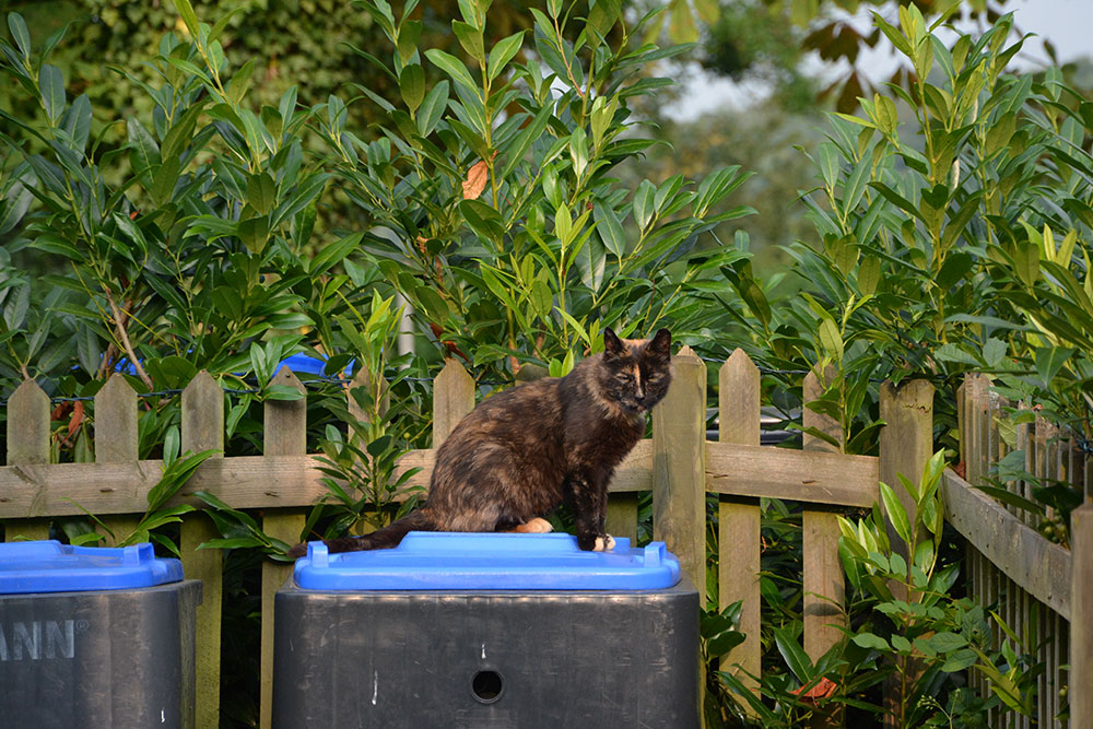 maxine_2016_08_dustbins1