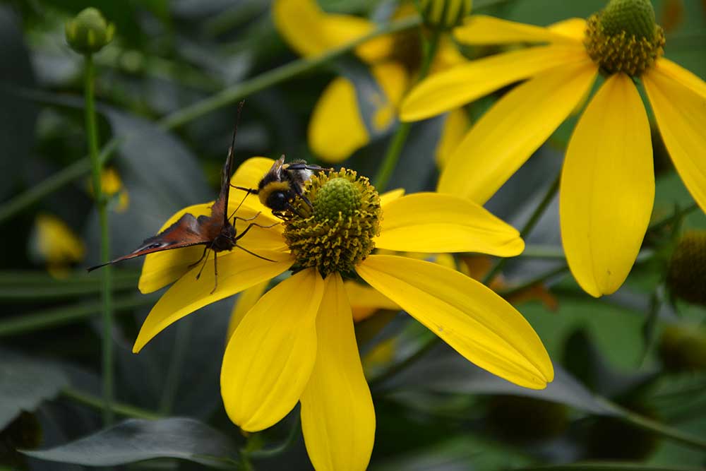 tagpfauenauge_hummel_2016_09_sonnenhut1