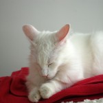 isfrid_dozing_off_2012_08