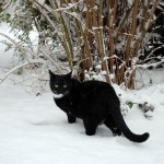 marvi_schneekatze_2012_12