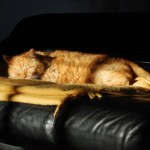 ginger_2009_12_decke