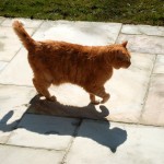 ginger_2013_04_shadow