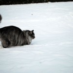 islay_snowplay_2012_12
