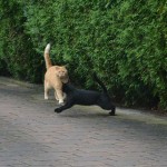 g_jaz_2013_08_attacke3_c