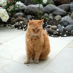 Teil 10 – Katzen und Wasser