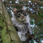 Teil 8 – Katzen und Bäume