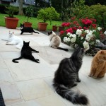 issi_fehlt_2012_06