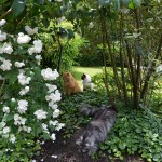 Teil 140 – Sommergarten I