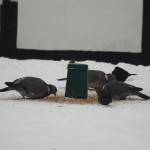 birdfeeder_2013_01