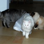 cat_in_a_bag_2012_12