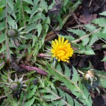 dandelion_2014_01_19