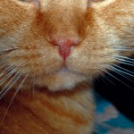 ginger_2009_01_nase