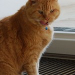 ginger_2011_09_portrait