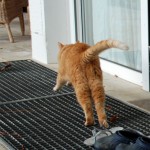 ginger_2012_11_jump