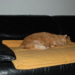 ginger_2013_01_gelbe_decke