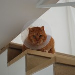 ginger_2013_01_halskrause