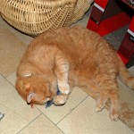 Teil 64 – Baldrian