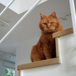 ginger_2013_02_treppe