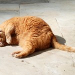 ginger_2013_04_sonne2