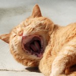 ginger_2013_04_yawn2