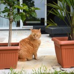 ginger_2013_06_terrasse