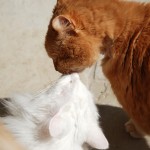 ginger_issi_2013_04_kiss