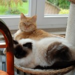 ginger_joschi_2010_09_katzenzimmer1