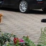 ginger_kater_2013_06_waffenstillstand