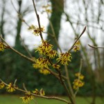 hamamelis_2013_02_01_v3