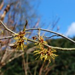 hamamelis_2013_04_01