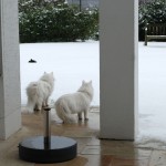 Teil 69 – Sonderausgabe: Der letzte Schnee?