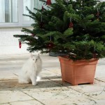 isbjoern_2012_12_xmastree