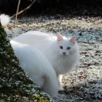 isfrid_2012_02_winterpelz