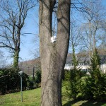 isfrid_2012_03_luftig