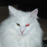 Teil 45 – Augen