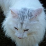 isfrid_2013_04_dreckspatz