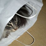 islay_2012_12_cat_in_a_bag_3