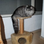Teil 56 – Der Katzenkeller