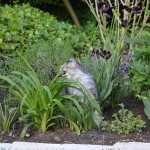 islay_2013_05_herbivore1