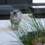 islay_2013_05_prowl2