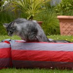 islay_2013_06_jump