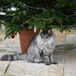 islay_2013_12_weihnachten
