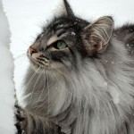 islay_schneeleo_profil_2012_12