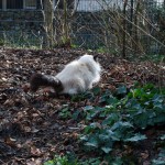 joschi_2013_02_katzenklo