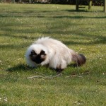 Teil 96 – Katzen und Pflanzen