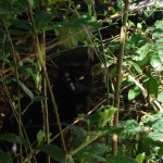 kater_2013_04_versteckt